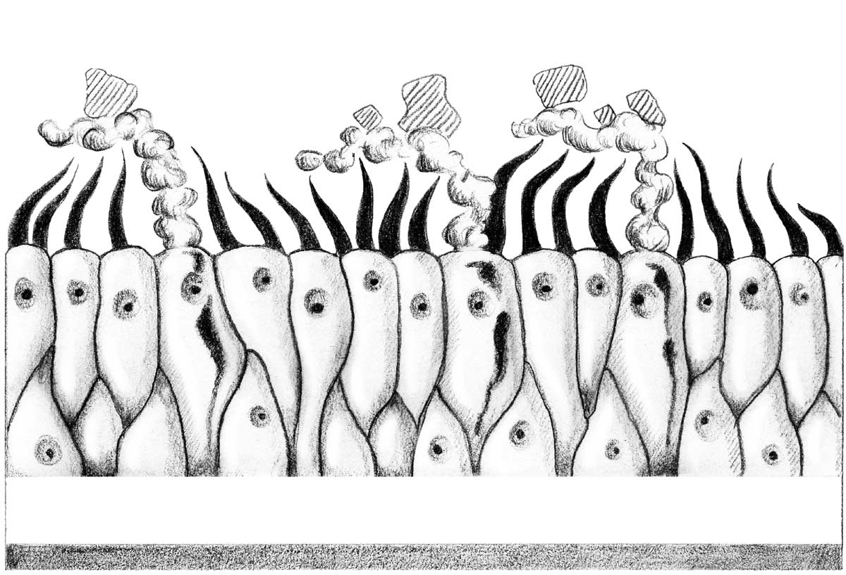 Detailansicht der Atemwegszellen